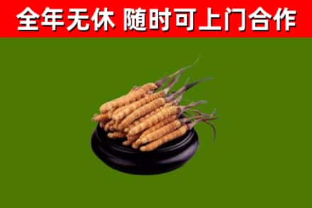 景宁县烟酒回收冬虫夏草.jpg
